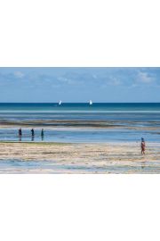 Turkusem malowane Zanzibar - plakat premium 70x50 cm