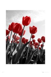 Tulipany - plakat premium 60x80 cm