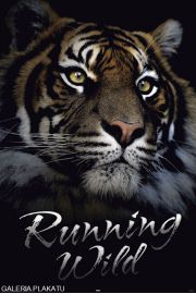 Tygrys w Dziczy - plakat 61x91,5 cm