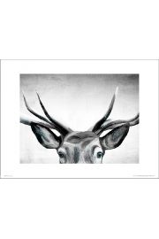 Deer Eyes - plakat premium 50x40 cm