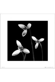 3 Flowers Black & White - plakat premium 40x40 cm