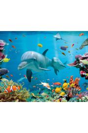 Delfin Rafa Koralowa - plakat 50x40 cm