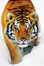 Tygrys w niegu - plakat 61x91,5 cm