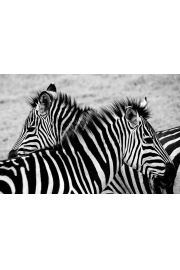 Tanzania, zebry - plakat premium 70x50 cm