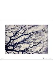 Tree Branches - plakat premium 40x30 cm