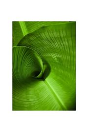 Banana Leaf Curl - plakat premium 60x80 cm