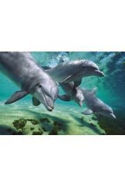 Nurkujce Delfiny - plakat