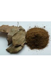Kappor (Cinnamomum camphora) - cynamonowiec kamforowy