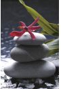 Zen Stones - Orchidea - plakat