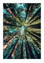 Korony drzew – plakat 60x80 cm