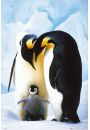 Pingwiny - plakat 61x91,5 cm