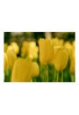 te tulipany - plakat 84,1x59,4 cm