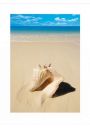 Beach Shell - plakat premium 60x80 cm
