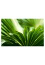 Li palmowy - plakat 60x40 cm