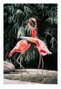 Taczce flamingi - plakat 20x30 cm