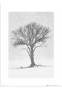 Winter Tree Grey - plakat premium