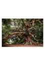 Stare drzewo - plakat 42x29,7 cm