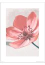 Floral Pink - plakat premium 30x40 cm