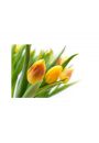 te Tulipany - plakat premium 80x60 cm