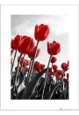 Czerwone Tulipany - plakat premium 40x50 cm