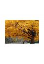 Beautiful Fall Color Tree - plakat premium 80x60 cm