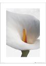 Floral Calla - plakat premium 30x40 cm