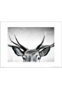 Deer Eyes - plakat premium 40x30 cm