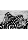 Tanzania, zebry - plakat premium 42x29,7 cm