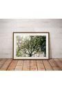 Foggy tree - plakat premium 91,5x61 cm