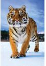 Tygrys Syberyjski - plakat 61x91,5 cm