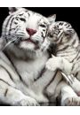 Biae Tygrysy - Pocaunek Dziecka - plakat