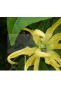 Biomika Naturalny olejek eteryczny ylang-ylang