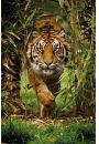 Tygrys Bengalski Drzewo Bambusowe - plakat 61x91,5 cm