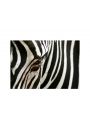 zebra - plakat premium 80x60 cm