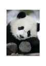 Wielka Panda - plakat premium 60x80 cm