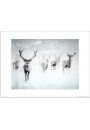 Reindeer Snow - plakat premium 50x40 cm