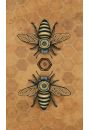 Bee Tarot, karty