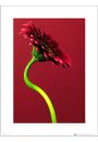Single Gerbera Red - plakat premium 30x40 cm
