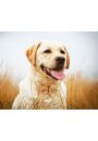 Labrador Szczliwy Pies - plakat 50x40 cm