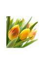 te Tulipany - plakat premium 40x40 cm
