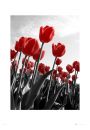 Tulipany - plakat premium 60x80 cm