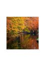 Jesiennie - jeziorko w lesie - plakat premium 40x40 cm