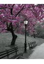 Kwitnce Winie Central Park Nowy Jork - plakat 40x50 cm