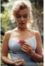 Marilyn Monroe Flower - plakat
