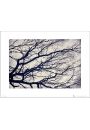 Tree Branches - plakat premium 40x30 cm