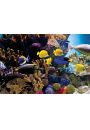 Ryby Tropikalne Rybki Rafa Koralowa – plakat 91,5x61 cm