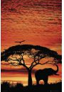 So Afrykaski - Zachd Soca na Sawannie - plakat 61x91,5 cm